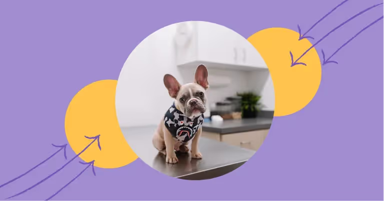 What is “Text a Vet”? + Veterinary Text Message Templates